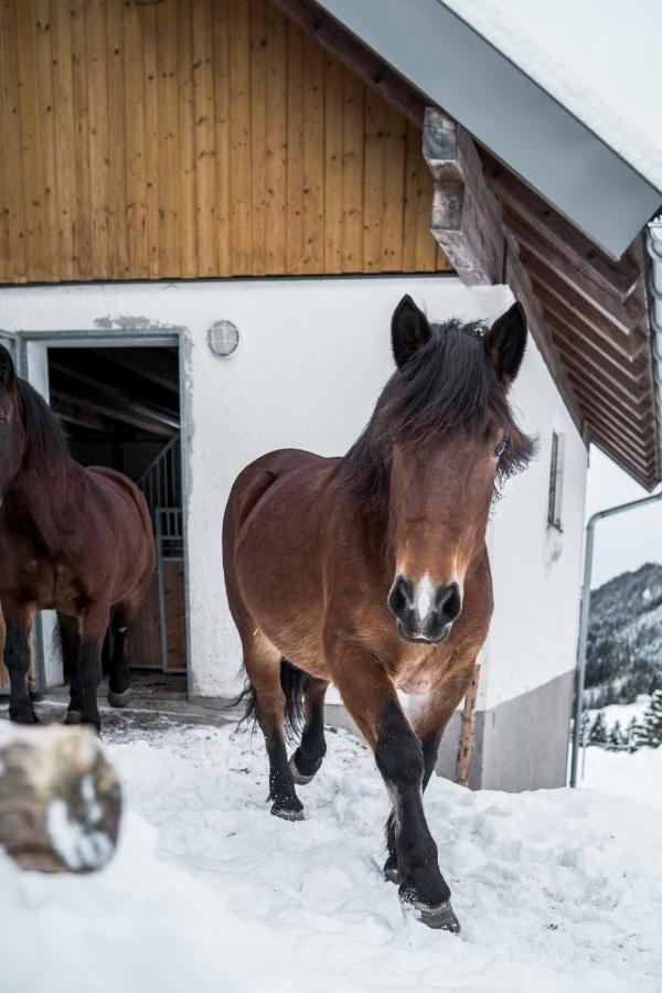 Bio Bauernhof Oberhinterberg Appartement Annaberg im Lammertal Esterno foto